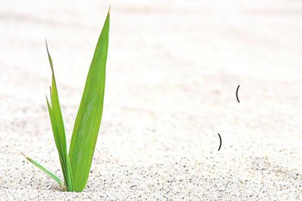吕祖灵签95签解签